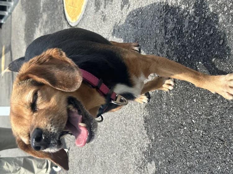Toby, male Beagle for adoption at German Hands meet Korean Paws e.V. — photo 4 of 15