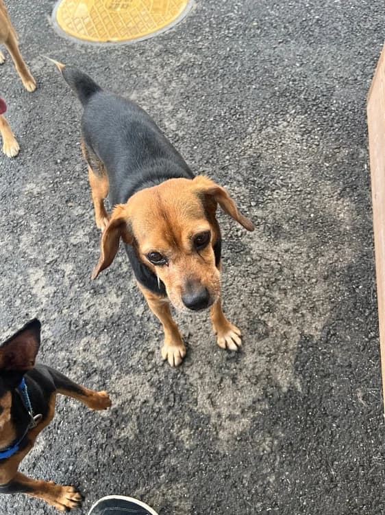 Toby, male Beagle for adoption at German Hands meet Korean Paws e.V. — photo 5 of 15