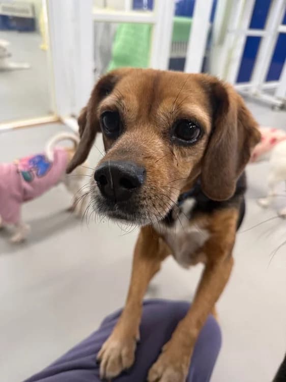 Toby, male Beagle for adoption at German Hands meet Korean Paws e.V. — photo 6 of 15