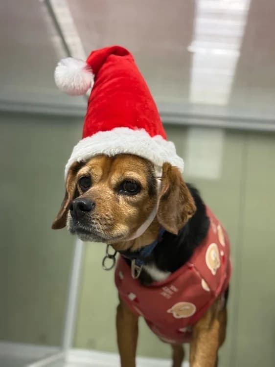 Toby, male Beagle for adoption at German Hands meet Korean Paws e.V. — photo 7 of 15