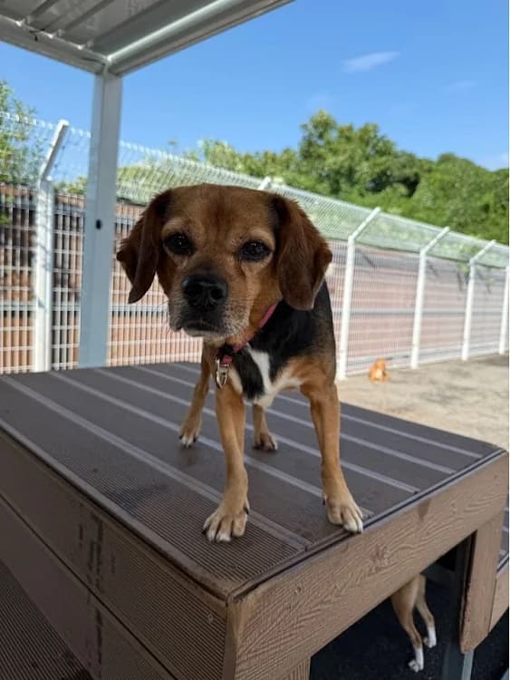 Toby, male Beagle for adoption at German Hands meet Korean Paws e.V. — photo 8 of 15