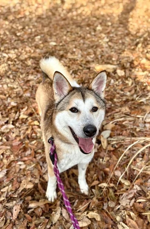 Harris, male 4yo Mixed Breed for adoption at German Hands meet Korean Paws e.V., Ebstorf