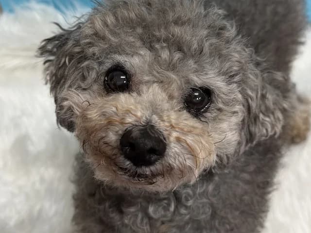 Eunwoo, male senior Poodle for adoption at German Hands meet Korean Paws e.V., Ebstorf