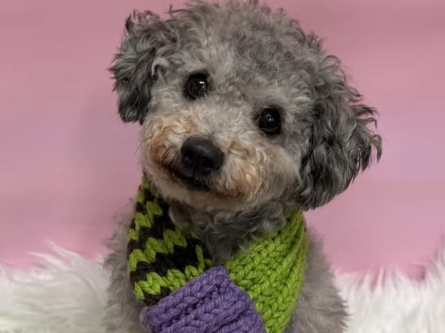 Gwansik, male 7yo Poodle for adoption at German Hands meet Korean Paws e.V., Ebstorf