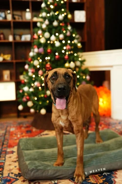 Eleni, female 5yo Mixed Breed for adoption at German Hands meet Korean Paws e.V., Ebstorf