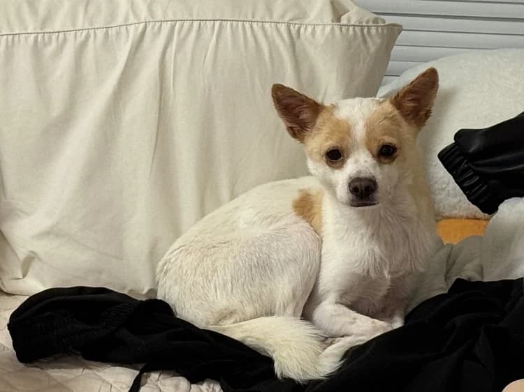 Ttoi (Ddoi), female 5yo Mixed Breed for adoption at German Hands meet Korean Paws e.V., Ebstorf