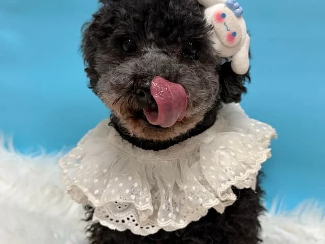 Tiki, male 7yo Poodle for adoption at German Hands meet Korean Paws e.V., Ebstorf