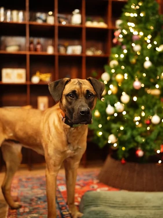 Boucheron, male 3yo Mixed Breed for adoption at German Hands meet Korean Paws e.V., Ebstorf