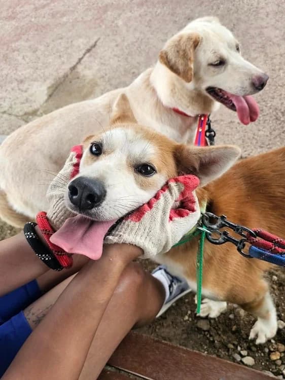 Celeste, female 7yo Mixed Breed for adoption at German Hands meet Korean Paws e.V., Ebstorf
