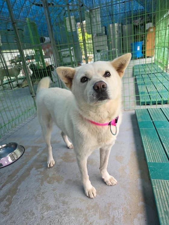 Seola, female 3yo Mixed Breed for adoption at German Hands meet Korean Paws e.V., Ebstorf