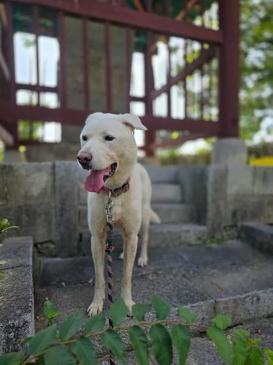 Hoya, male young Mixed Breed for adoption at German Hands meet Korean Paws e.V., Ebstorf