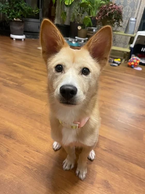 Sogeum, male Mixed Breed for adoption at German Hands meet Korean Paws e.V.