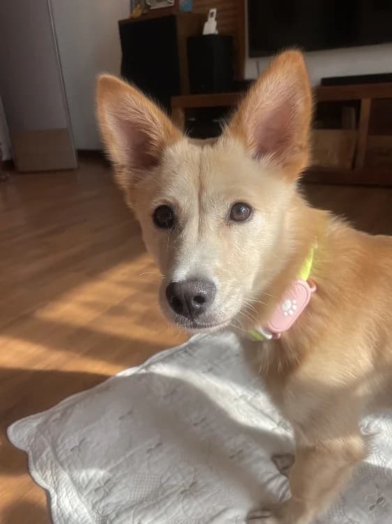 Sogeum, male Mixed Breed for adoption at German Hands meet Korean Paws e.V. — photo 2 of 39