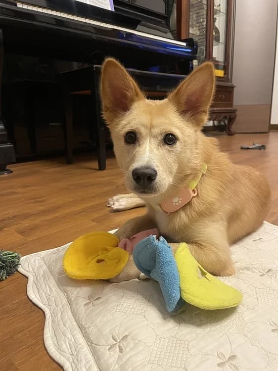 Sogeum, male Mixed Breed for adoption at German Hands meet Korean Paws e.V. — photo 3 of 39