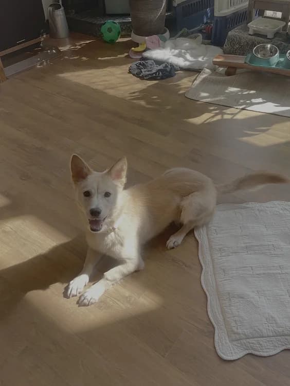 Sogeum, male Mixed Breed for adoption at German Hands meet Korean Paws e.V. — photo 4 of 39