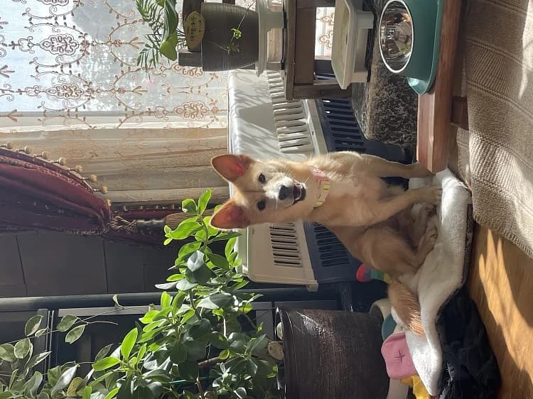 Sogeum, male Mixed Breed for adoption at German Hands meet Korean Paws e.V. — photo 5 of 39