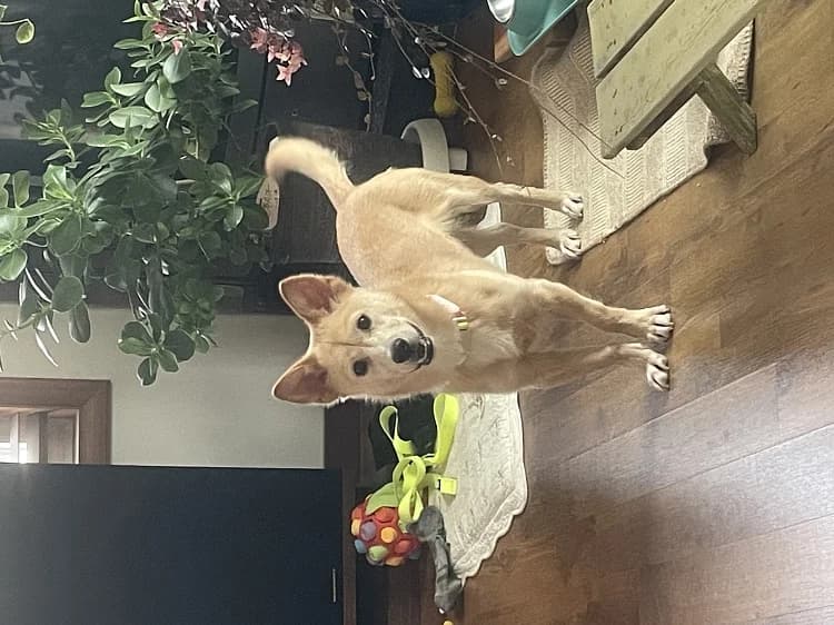 Sogeum, male Mixed Breed for adoption at German Hands meet Korean Paws e.V. — photo 6 of 39