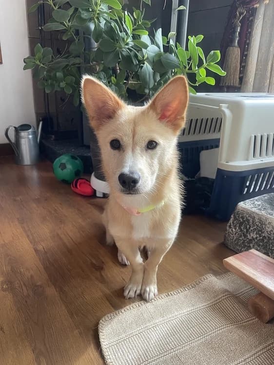 Sogeum, male Mixed Breed for adoption at German Hands meet Korean Paws e.V. — photo 7 of 39