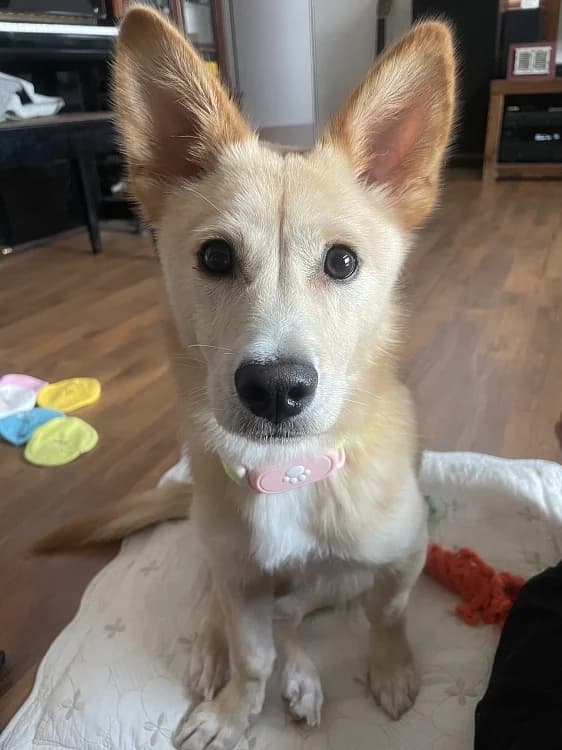 Sogeum, male Mixed Breed for adoption at German Hands meet Korean Paws e.V. — photo 8 of 39