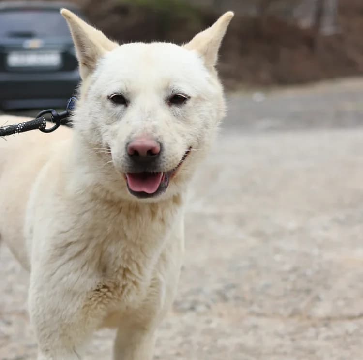 Sapphire, female senior Mixed Breed for adoption at German Hands meet Korean Paws e.V., Ebstorf
