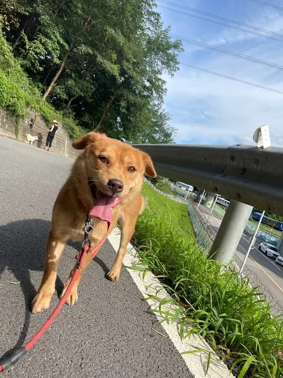 Doompie, female 6yo Mixed Breed for adoption at German Hands meet Korean Paws e.V., Ebstorf