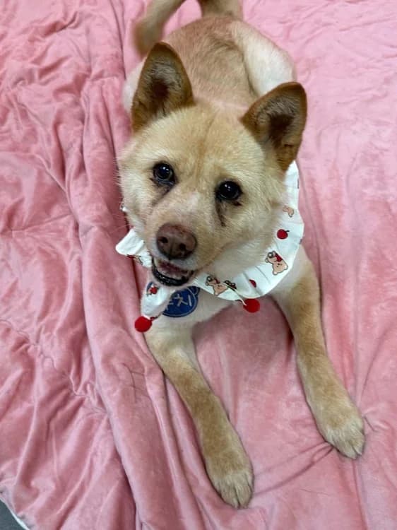 Puchi, male 4yo Mixed Breed for adoption at German Hands meet Korean Paws e.V., Ebstorf