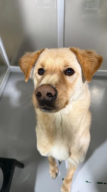 Bori, Mixed Breed (German Hands meet Korean Paws e.V.)