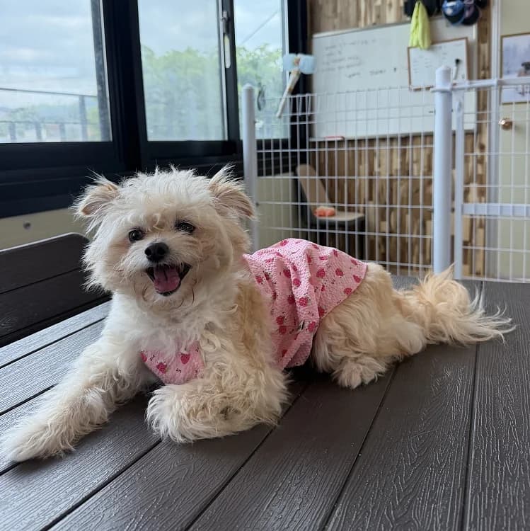 Mirae, Maltese (German Hands meet Korean Paws e.V.)
