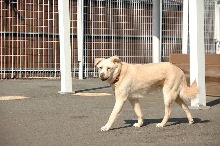 Jerry, male 7yo Mixed Breed for adoption at German Hands meet Korean Paws e.V., Ebstorf