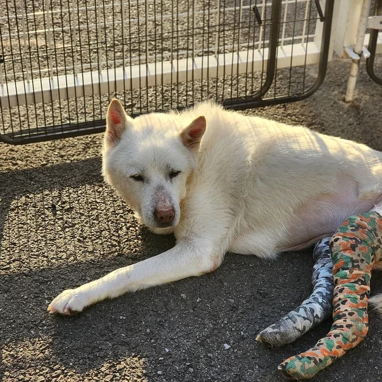 Maurice, male 3yo Mixed Breed for adoption at German Hands meet Korean Paws e.V., Ebstorf