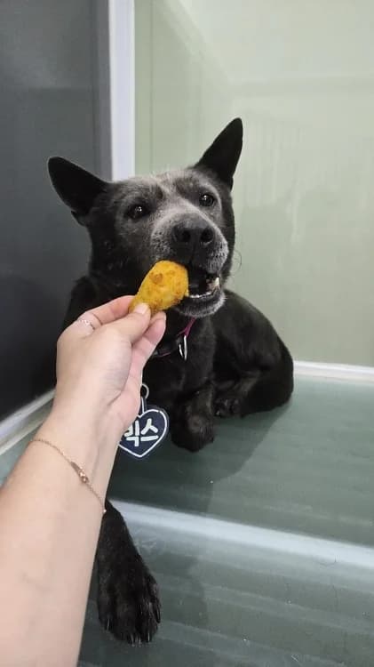 Vix, Mixed Breed (German Hands meet Korean Paws e.V.)