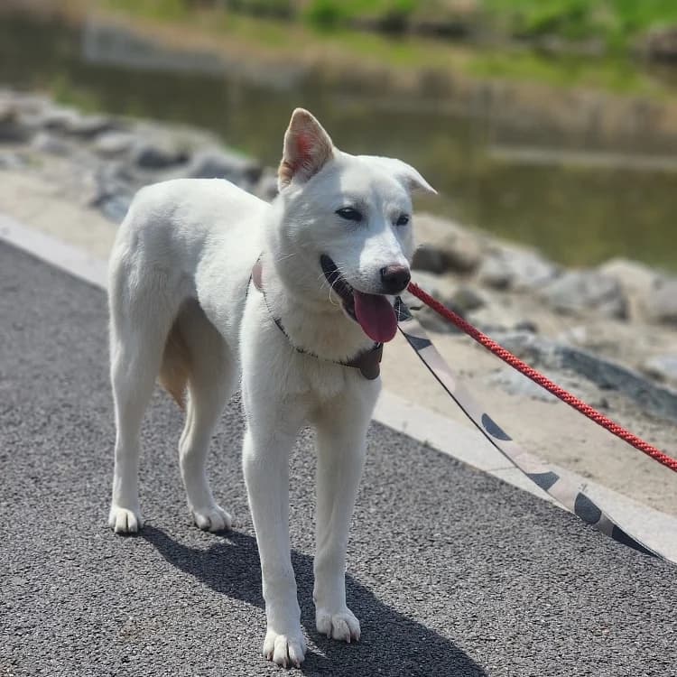 Baram, Mixed Breed (German Hands meet Korean Paws e.V.)