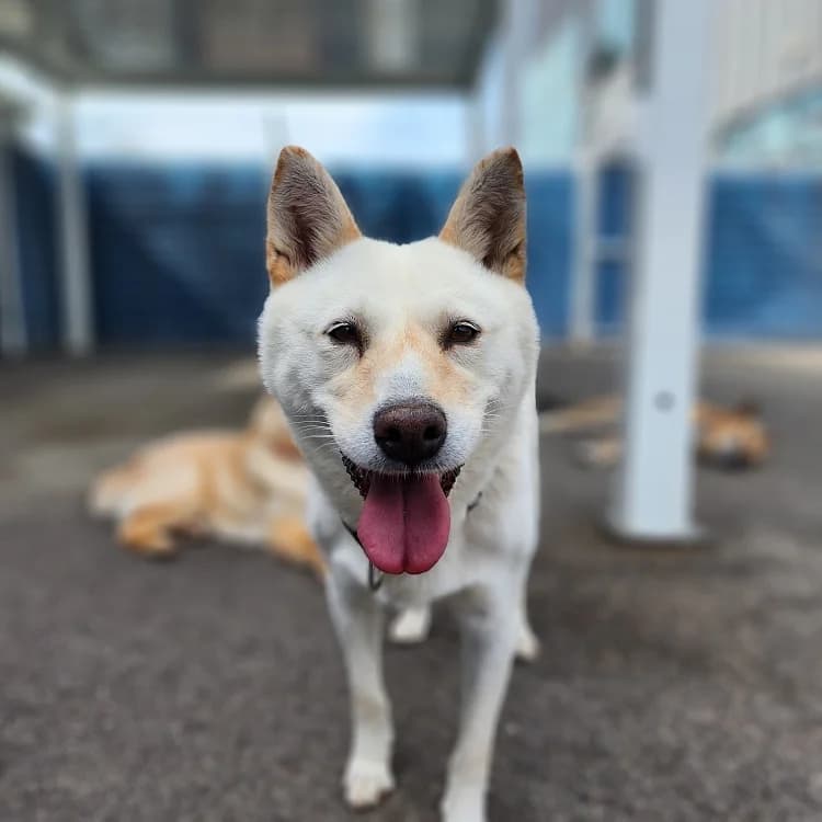 Duffy, female young Mixed Breed for adoption at German Hands meet Korean Paws e.V., Ebstorf