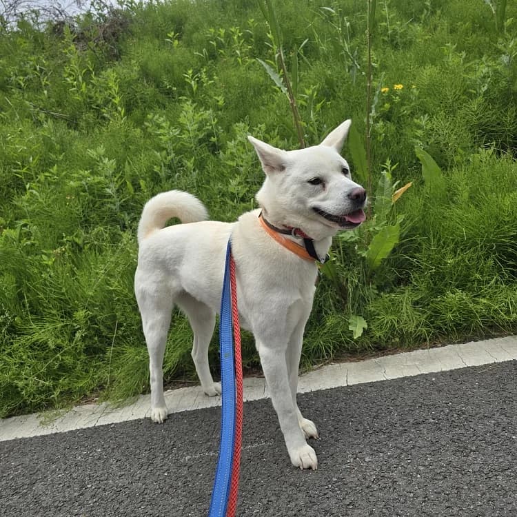 Boreum, female 3yo Mixed Breed for adoption at German Hands meet Korean Paws e.V., Ebstorf