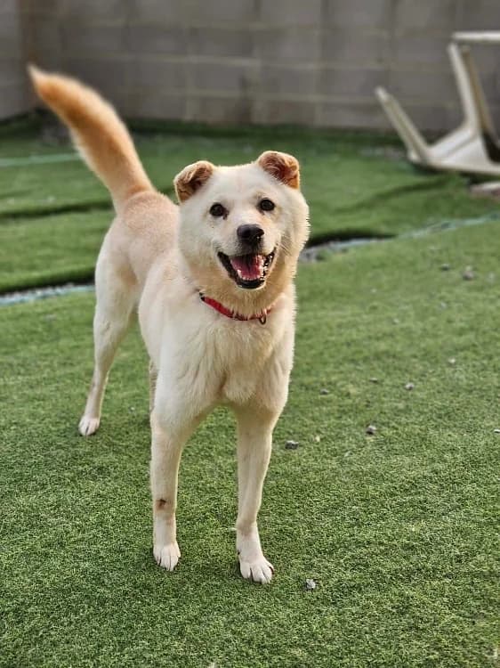 Siro, female 5yo mixed breed for adoption at German Hands meet Korean Paws e.V., Ebstorf
