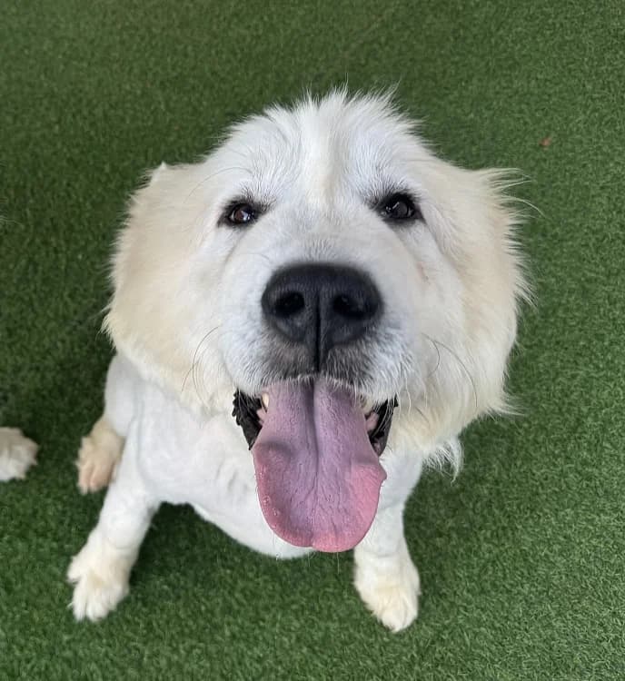 Ina, female 5yo Mixed Breed for adoption at German Hands meet Korean Paws e.V., Ebstorf