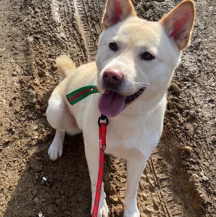 Fido, male senior Mixed Breed for adoption at German Hands meet Korean Paws e.V., Ebstorf