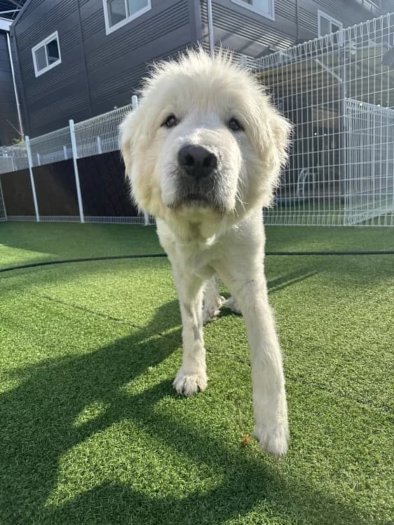 Bobby, male 3yo mixed breed for adoption at German Hands meet Korean Paws e.V., Ebstorf