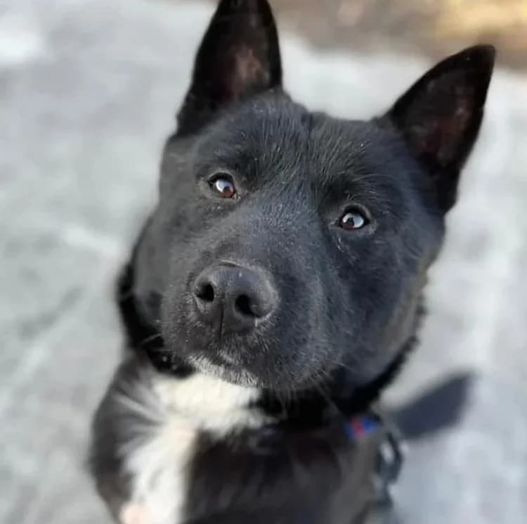 Sooty, male 6yo Mixed Breed for adoption at German Hands meet Korean Paws e.V., Ebstorf