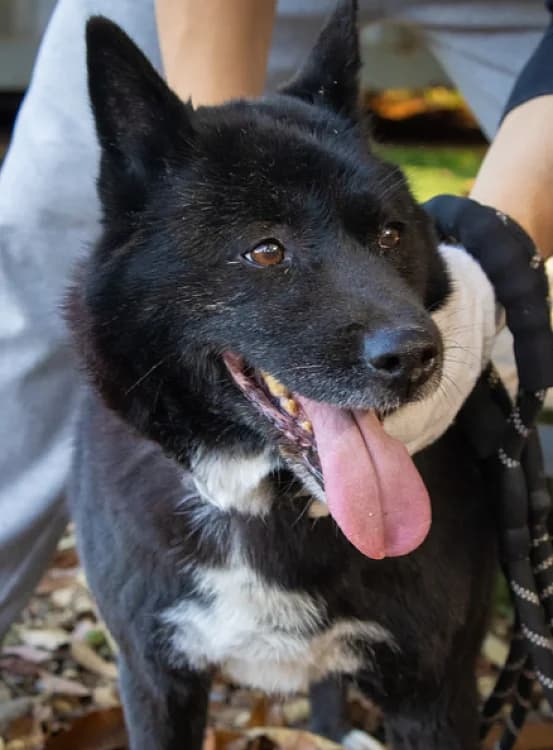 Darby, female 6yo Mixed Breed for adoption at German Hands meet Korean Paws e.V., Ebstorf