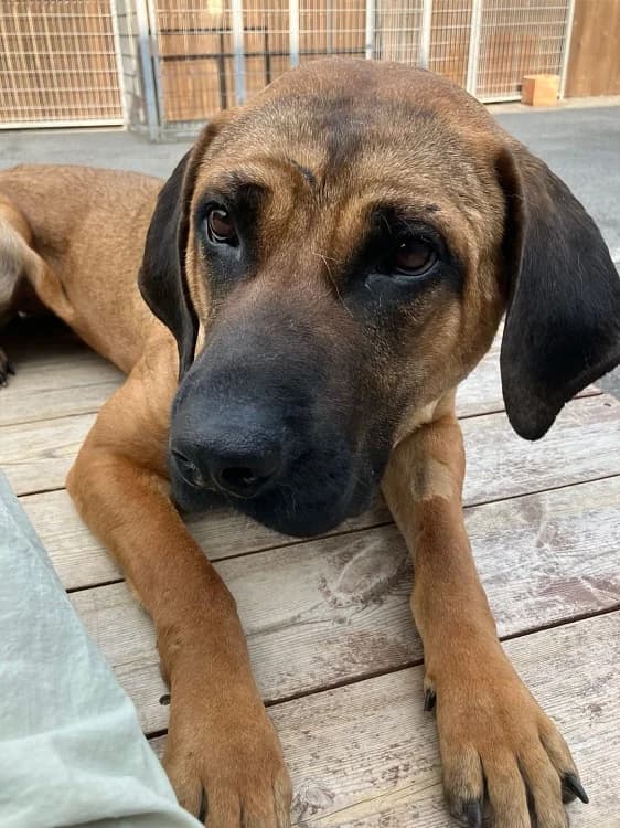 Vincie, female young Mixed Breed for adoption at German Hands meet Korean Paws e.V., Ebstorf