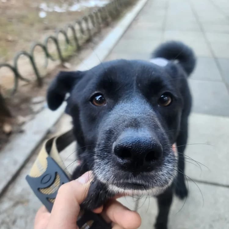 Mideum, male 4yo Mixed Breed for adoption at German Hands meet Korean Paws e.V., Ebstorf