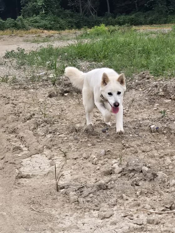 Bori, female puppy Mixed Breed for adoption at German Hands meet Korean Paws e.V., Ebstorf