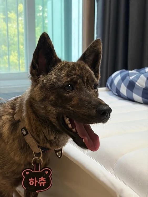 Hachu, female puppy Mixed Breed for adoption at German Hands meet Korean Paws e.V., Ebstorf