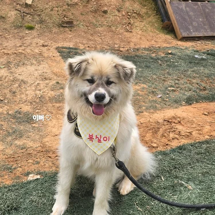 Boksil, male young Mixed Breed for adoption at German Hands meet Korean Paws e.V., Ebstorf