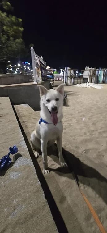 Baekgu, male young Mixed Breed for adoption at German Hands meet Korean Paws e.V., Ebstorf
