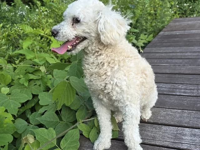 Soi, female 3yo Mixed Breed for adoption at German Hands meet Korean Paws e.V., Ebstorf