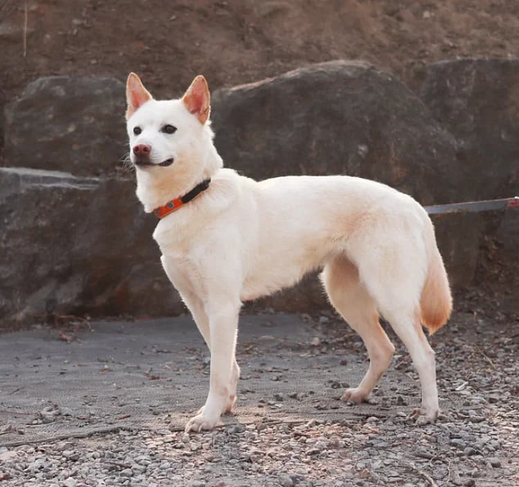 Maxi, female senior Mixed Breed for adoption at German Hands meet Korean Paws e.V., Ebstorf