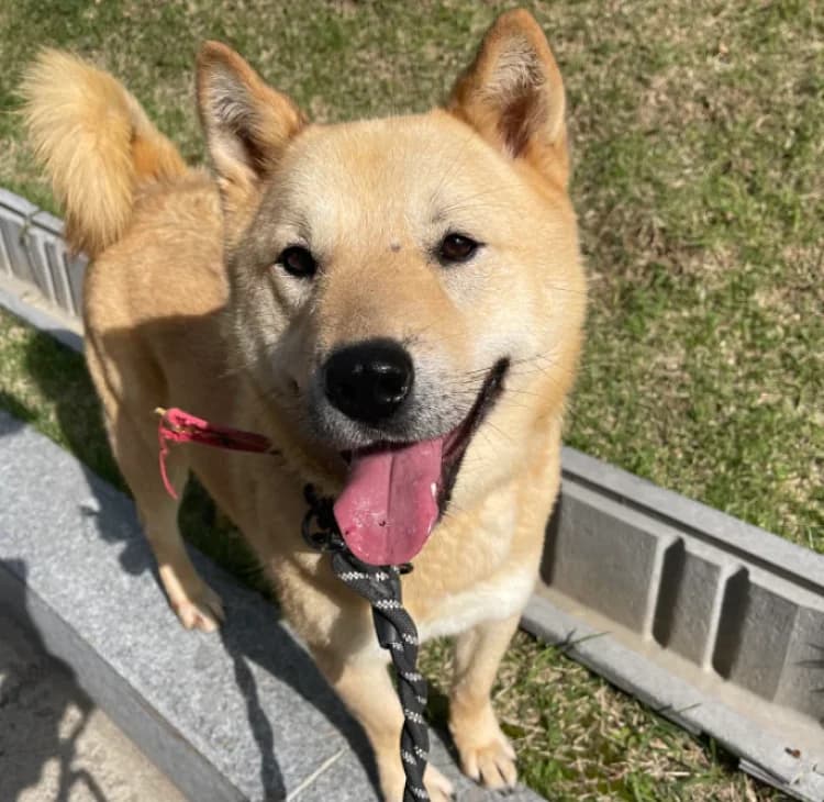 Hwangyoo, male senior Mixed Breed for adoption at German Hands meet Korean Paws e.V., Ebstorf