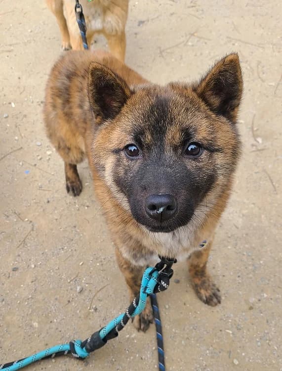 Gatsby, male young Mixed Breed for adoption at German Hands meet Korean Paws e.V., Ebstorf